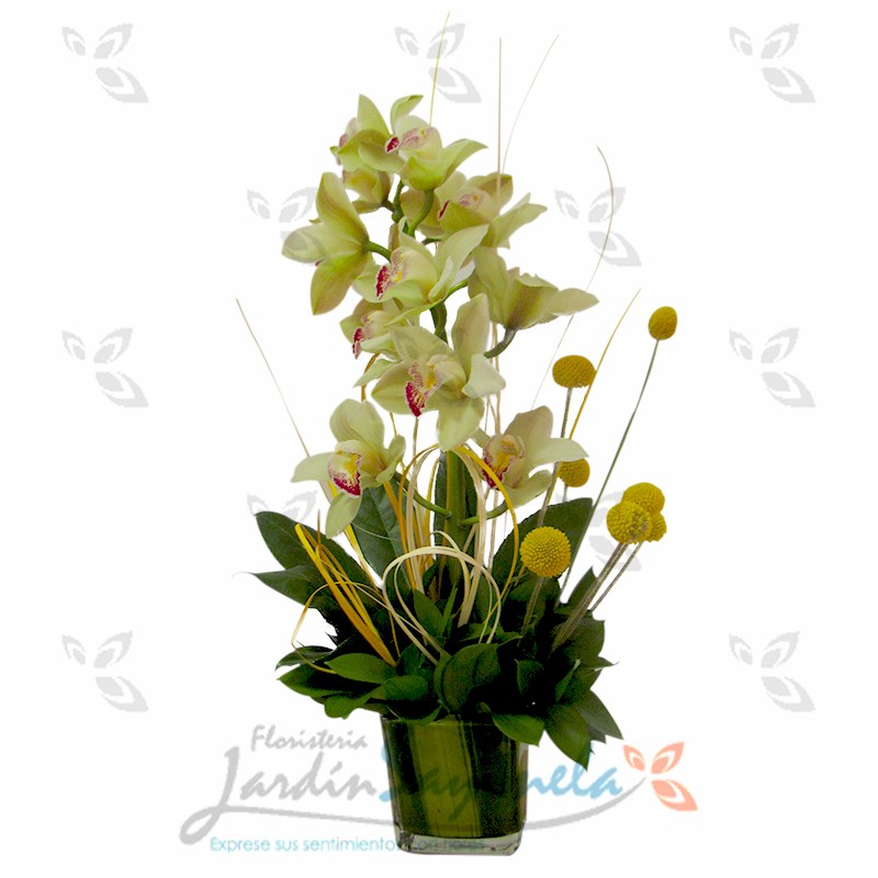 Orquídea Cymbidium - Floristeria Jardin Sayonela