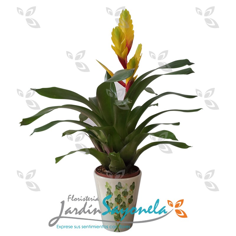 Bromelia amarilla - Floristeria Jardin Sayonela