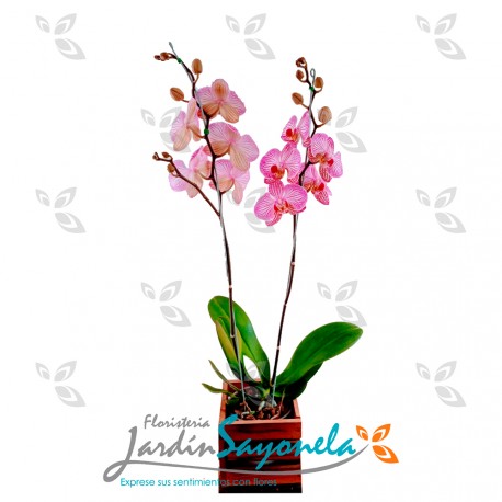 Orquídea Phanaelopsis